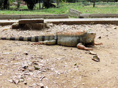 Iguana Taking energy from the sun.の写真素材