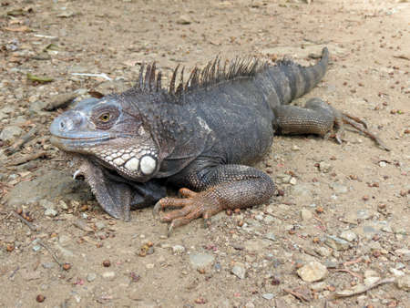 Iguana Iguana looking for the sunの写真素材