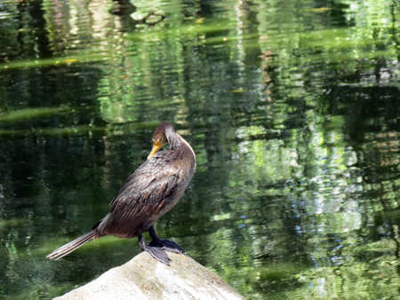 Neotropical Cormoran Basking in the Sunの写真素材