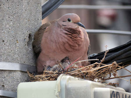 mother tortola protecting her chick from predators under her feathersの写真素材