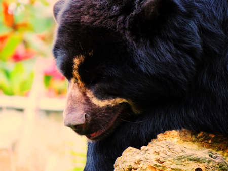 Spectacled bear resting peacefully in his favorite tree after eatingの写真素材