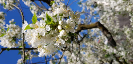 Florida Holidays USA Evergladesの写真素材