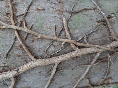 overgrown tree stump in the forestの写真素材