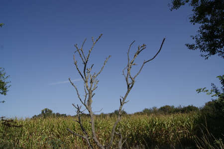 Walk along the Nidda in Hessen Germanyの写真素材
