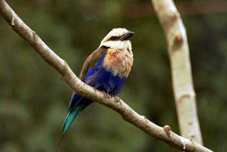 Florida Holidays USA Evergladesの写真素材