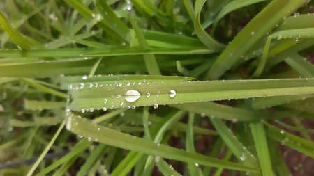 Blade of grass in the morningの写真素材