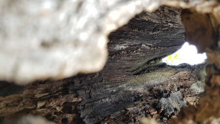 Wood tree cavity apple tree