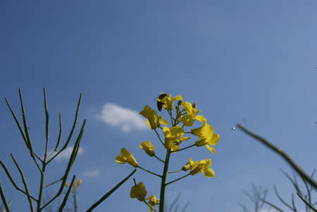 a bumblebee on a flowerの写真素材