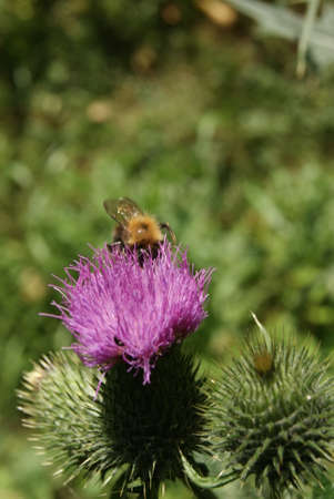 a bumblebee on a flowerの写真素材