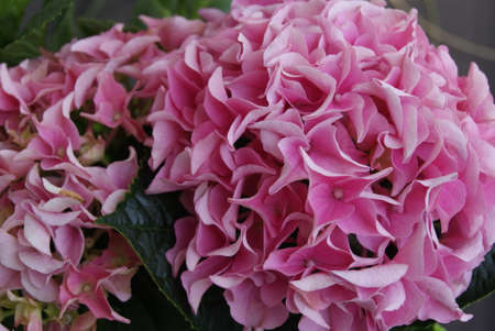 pink hydrangea from our gardenの写真素材