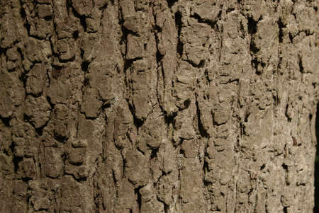 a bumblebee on a flowerの写真素材