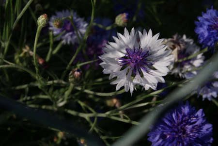 a bumblebee on a flowerの写真素材