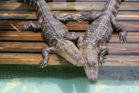 Alligators cuddle together, LOVEの写真素材