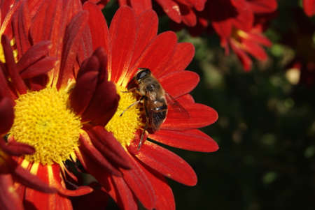 Honey bee pollinates red aster on an autumn day in Hesse, Germany