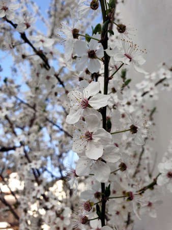 spring in Bad Vilbel, Hesse, Germany