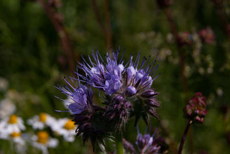Boraginaceae on a wildflower meadow on a spring day in Hesse, Germanyの写真素材