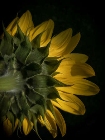 The back of a sunflower blossomの写真素材