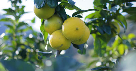 Bergamotti Orange Tree in Calabria south Italyの写真素材