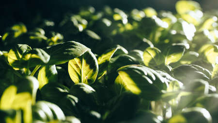 Production of aromatic basil plants in greenhousesの写真素材