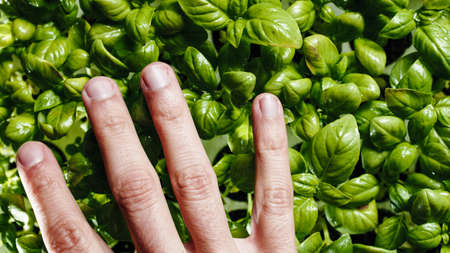 Hand strokes fresh green basil seedlings into a labの写真素材