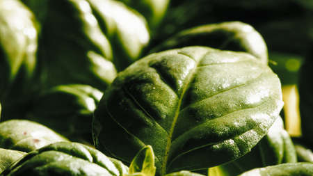 Production of aromatic basil plants in greenhousesの写真素材