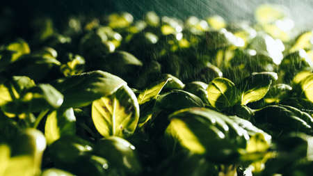 Production of aromatic basil plants in greenhousesの写真素材