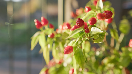 Hot Chilli Pepper Plant In Calabria Farm Cultivation