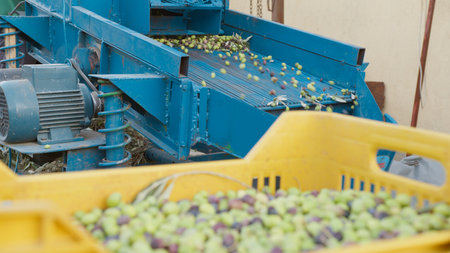 Racking up olives inside a box after harvesting