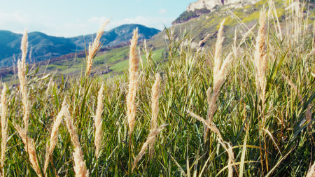 Pristine Natural Landscape With Plants For Connection With Religion And Nature