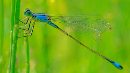 the dragonfly resting on a stalk of grassの写真素材
