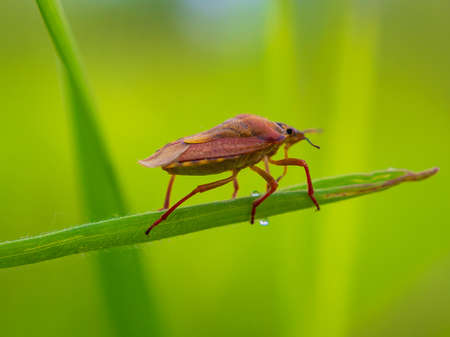 small insect in echilibum