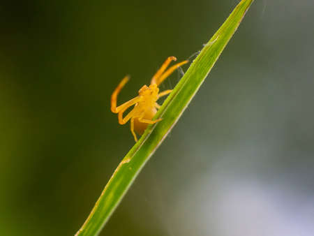Spider angryの写真素材
