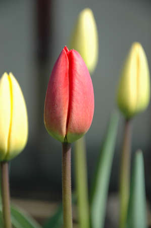 Tulips backgroundの写真素材