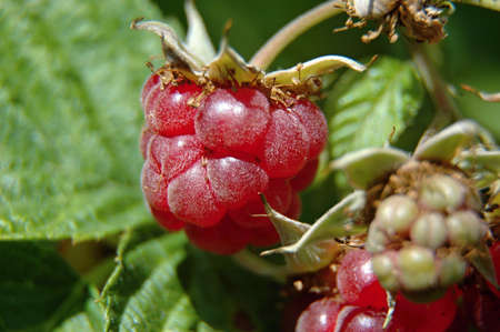 Ripe red raspberry closeup