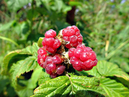 Ripe raspberry on a bush