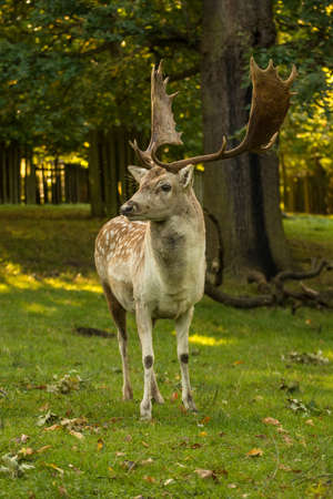 Male Spotted Fallow Deer standing tall with big antlers.の写真素材