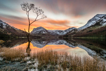 Vibrant orange sunrise with moving clouds and snowcapped mountains reflecting in calm still water with lonely tree in foreground at Buttermere, Lake District, UK.の写真素材
