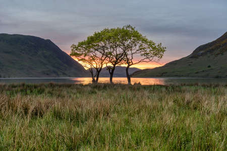Group of trees by lakeside with sunset in background at Crummock Water in the Lake District.の写真素材