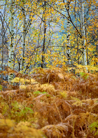 Autumn Colours With Birch Trees In Secluded Woodland Soft Autumnal Light. Lake District, UK.の素材 [FY310161703752]