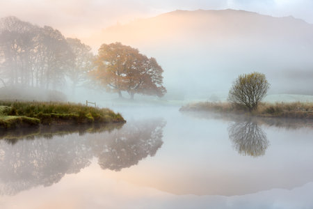 Great Oak tree with Autumn colours reflecting in misty river as the sun burns through the fog. River Brathay, Lake District, UK.の写真素材