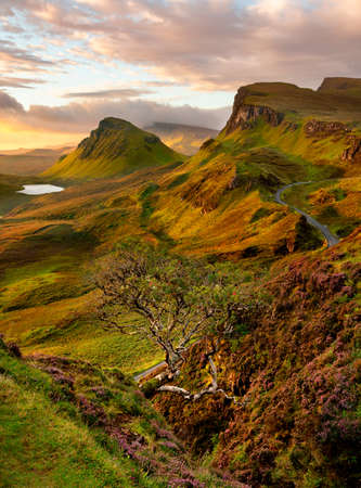 Tree growing out of mountainside at the Quiraing on the Isle of Skye, Scotland, UK.の写真素材