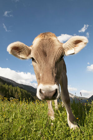 Curious Cow in the Austrian Alpsの写真素材