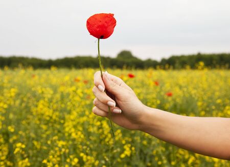 red weed in hand の写真素材