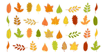 Autumn leaves big set isolated vector.Fall illustration clip art for decoration, stickers, print.のイラスト素材