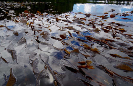 A raft of giant kelp floats on the surface of the ocean at low tide, on the central coast of British Columbia, sky and clouds reflected in the sea.の写真素材