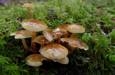 Cluster of tiny mushrooms growing out of moss covered log in the rain forest of British Columbia.の写真素材