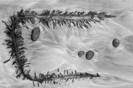 A black and white shot of seaweed forming the letter 'C' around some pebbles on the sand taken from above.の写真素材