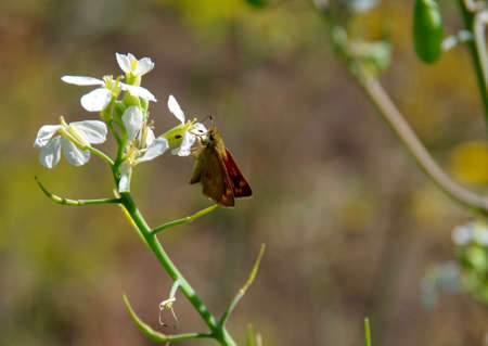 A small butterfly(Brown Skipper) perches on a white flower to feed. Nice bokeh in background.の写真素材