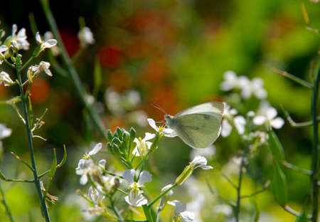 A white cabbage butterfly perching on a white flower with red and green bokeh in background.の写真素材