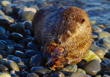 A river otter holds a fish in its paws while eating on a pebbly beach in the Pacific Northwest in the evening sun.の写真素材